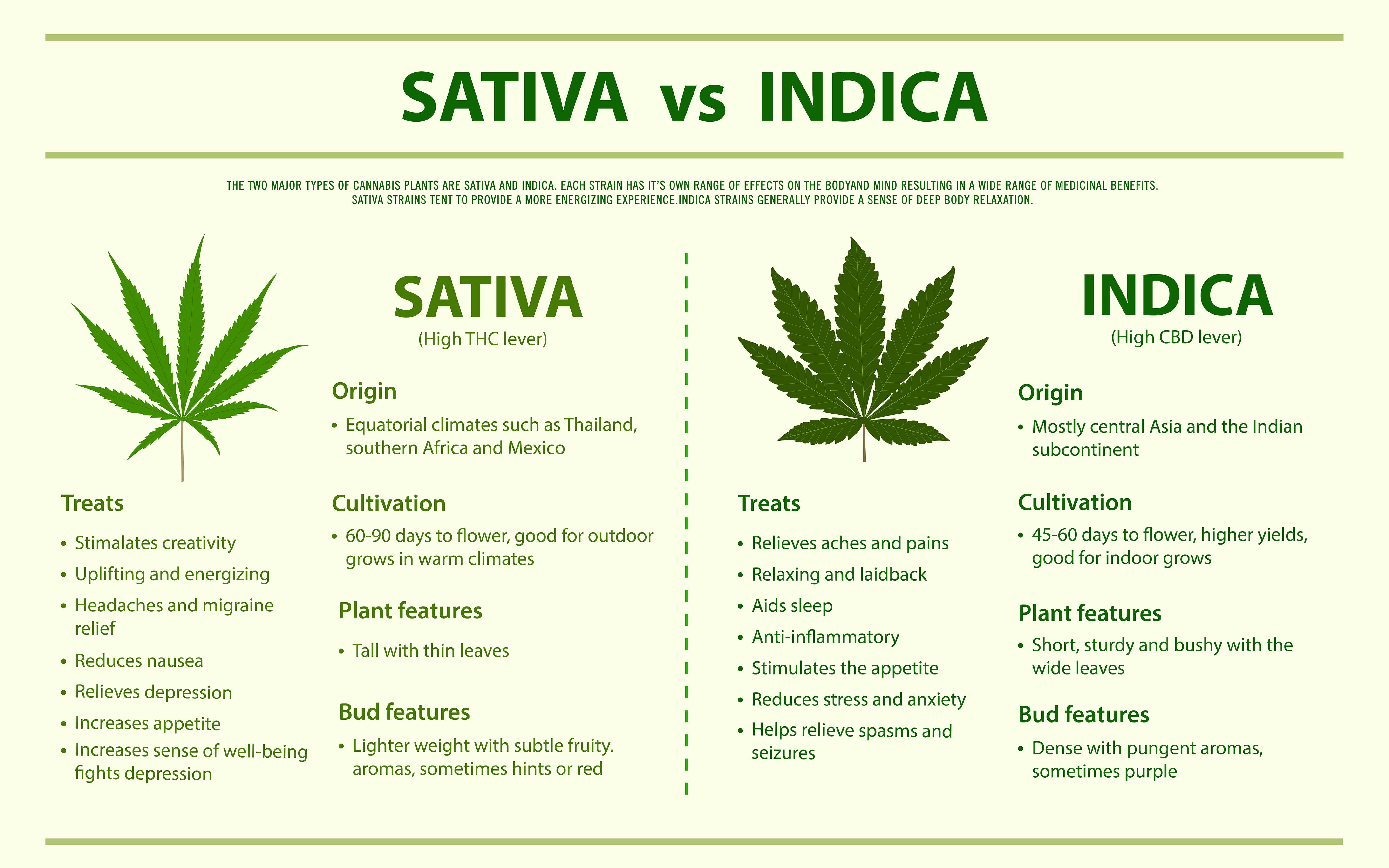 Índica y Sativa - ¿Cuál es su diferencia? Mariahuana