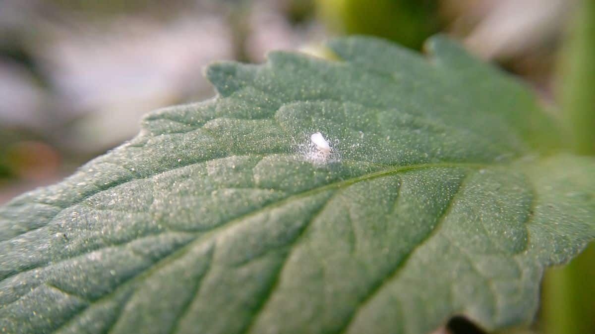 Eliminar mosca blanca en planta de marihuana